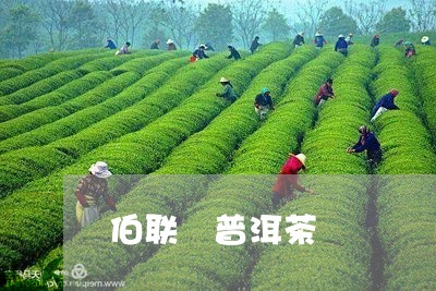 伯联 普洱茶/2023091283930